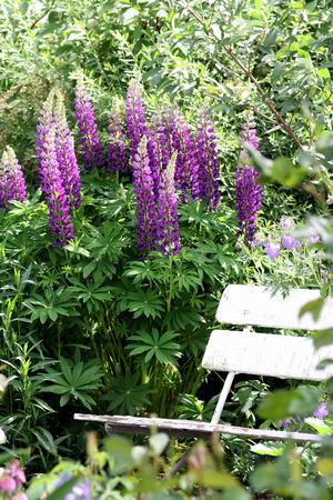 Lupinene er i full blomst ved benken i hagen. Foto: Camilla Hesby Johnsen